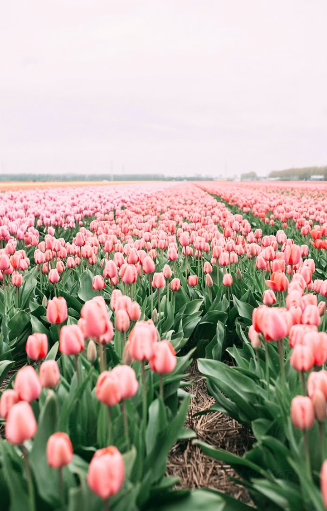 Tulips represent perfect love and happiness. Their vibrant colors make them a charming Valentine’s gift.