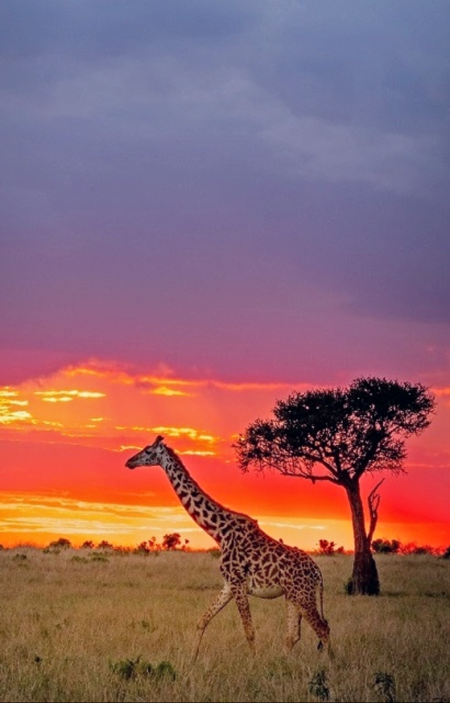 Experience the iconic Maasai Mara, where the Great Migration unfolds. Witness lions, elephants, and cheetahs in their natural habitat.