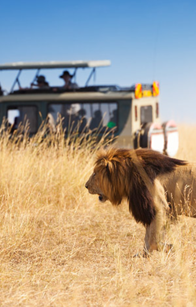 Explore the endless plains of Serengeti, home to the Big Five and an abundance of wildlife. Perfect for witnessing the dramatic wildebeest migration.