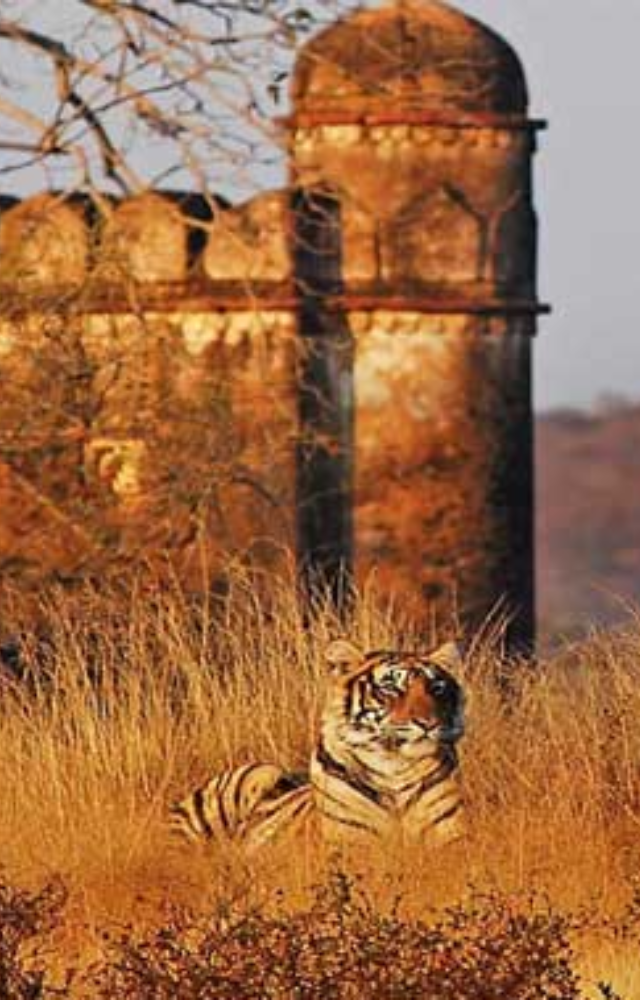 Get up close with the majestic Bengal tigers of Ranthambore. The park’s historic ruins add a mystical charm to your safari experience.