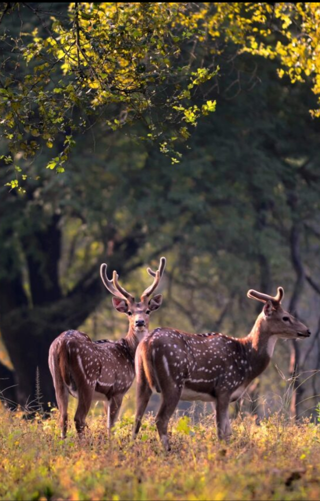Epic Wildlife Safaris for You to Explore