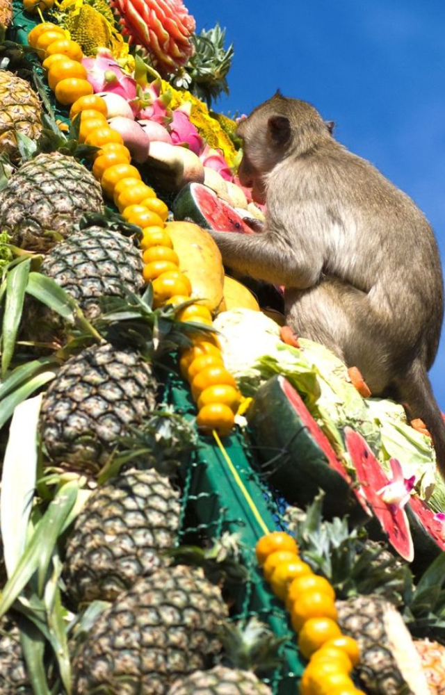 A full feast of fruits and desserts is served to thousands of monkeys as a thank-you offering. It’s wild, fun, and surprisingly real.
