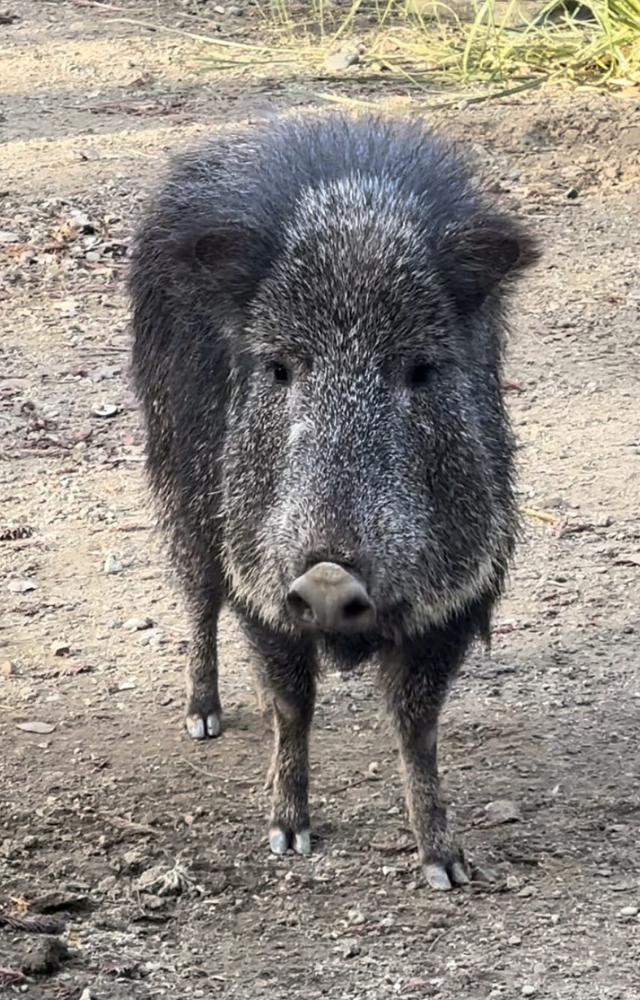 Once thought to be extinct, the Chacoan peccary was rediscovered in Paraguay, showing the power of conservation efforts.