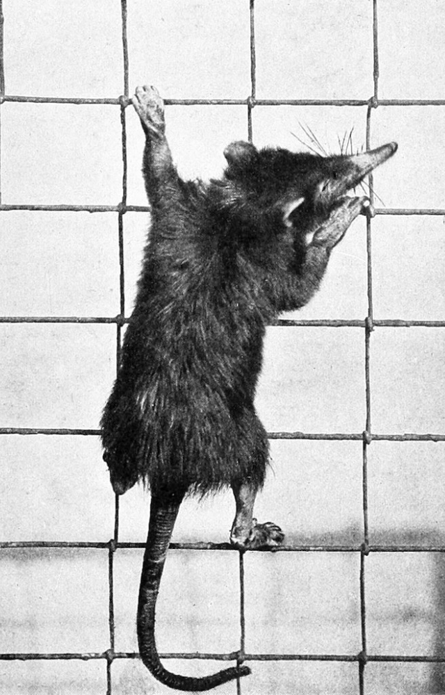 This unique mammal survived against all odds, making a remarkable return to Cuba after being presumed extinct for decades.