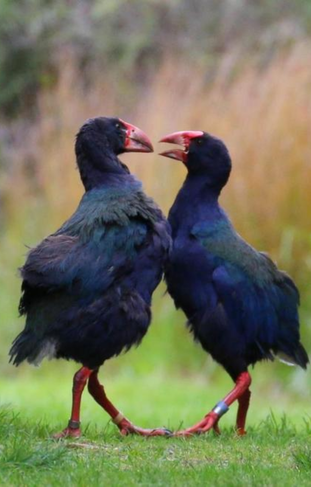 Native to New Zealand, the Takahe was believed to be extinct but was rediscovered in the 1940s, sparking widespread conservation action.