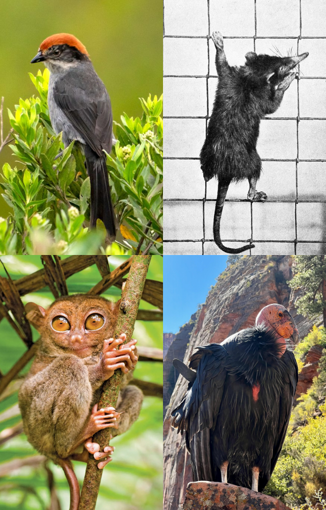 Animals That Returned from Extinction