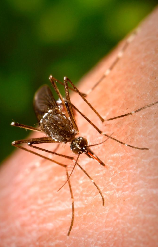 What You Need to Know About Zika Virus