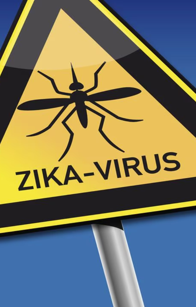 Zika virus is spread by the bite of infected Aedes mosquitoes, the same ones that carry dengue fever. These mosquitoes bite during the day, so stay vigilant.